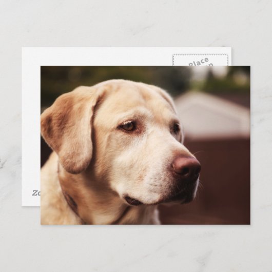 Labrador Retriever Postkarte (Vorne/Hinten)
