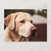 Labrador Retriever Postkarte (Vorderseite)
