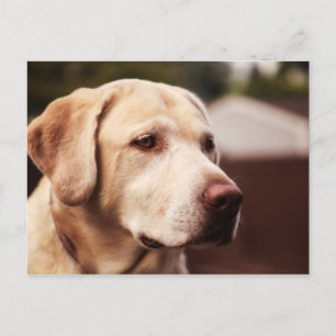 Labrador Retriever Postkarte