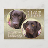 Labrador Retriever Postkarte (Vorderseite)