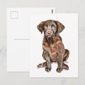 Labrador Retriever Postkarte (Vorne/Hinten)
