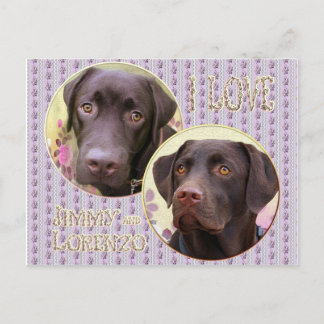 Labrador Retriever Postkarte
