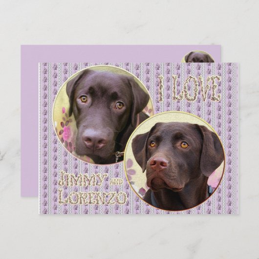 Labrador Retriever Postkarte (Vorne/Hinten)
