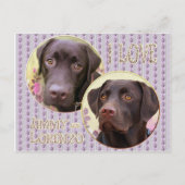 Labrador Retriever Postkarte (Vorderseite)