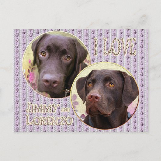 Labrador Retriever Postkarte (Vorderseite)