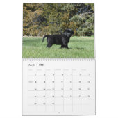 Labrador Retriever Puppies Calendar Kalender (Mär 2026)