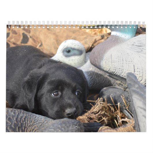 Labrador Retriever Puppies Calendar Kalender (Titelbild)