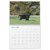 Labrador Retriever Puppies Calendar Kalender (Mär 2027)