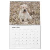 Labrador Retriever Puppies Calendar Kalender (Jan 2027)