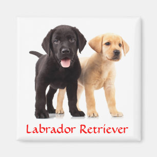 Labrador Retriever Puppies Kühlschrankmagnet