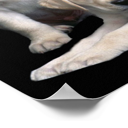 Labrador Retriever Puppies Print Poster (Ecke)