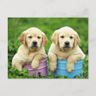 Labrador Retriever Puppy Hund Postkarte