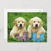 Labrador Retriever Puppy Hund Postkarte (Vorne/Hinten)