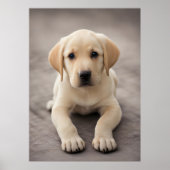 Labrador Retriever Puppy Poster (Vorne)