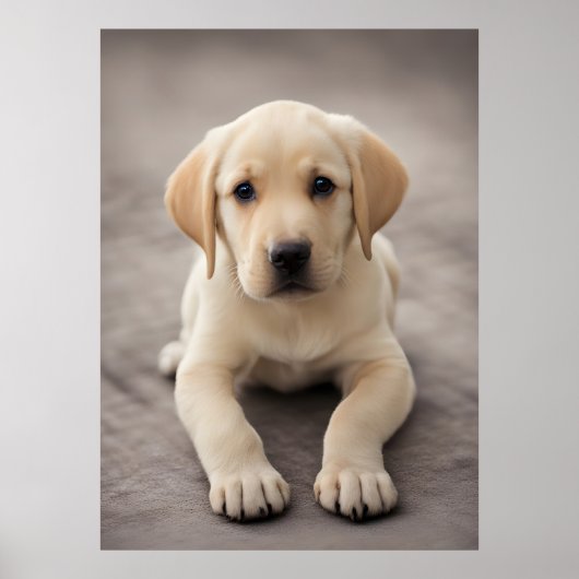 Labrador Retriever Puppy Poster (Vorne)