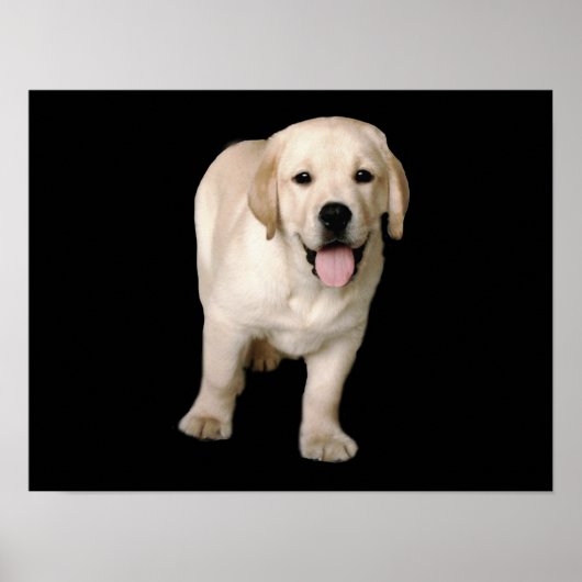 Labrador Retriever Puppy Print Poster (Vorne)