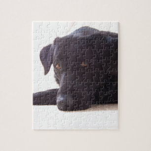 labrador retriever puzzle