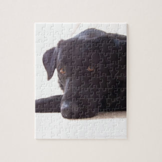 labrador retriever puzzle