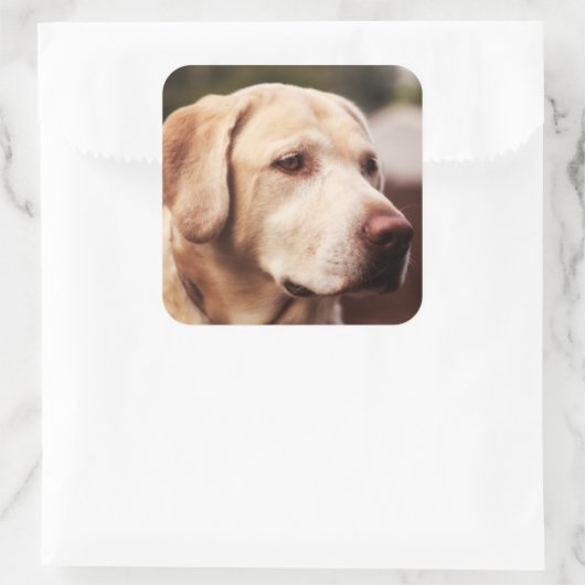Labrador Retriever Quadratischer Aufkleber (Tasche)