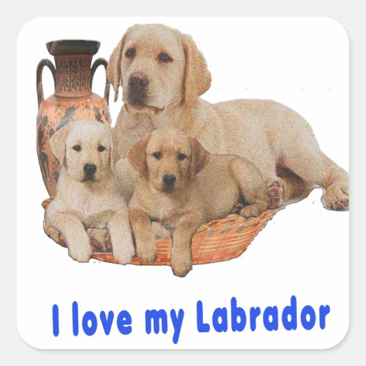 Labrador Retriever Quadratischer Aufkleber (Vorderseite)