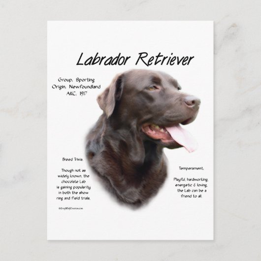 Labrador Retriever (Schokolade) Historisches Desig Postkarte (Vorderseite)
