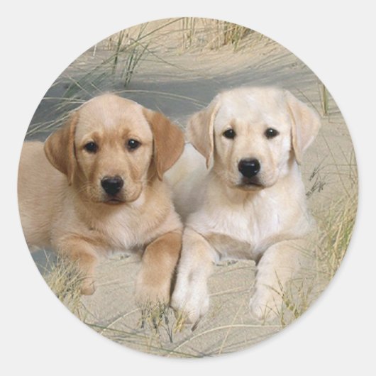 Labrador Retriever Sticker Pups On Beach (Vorderseite)