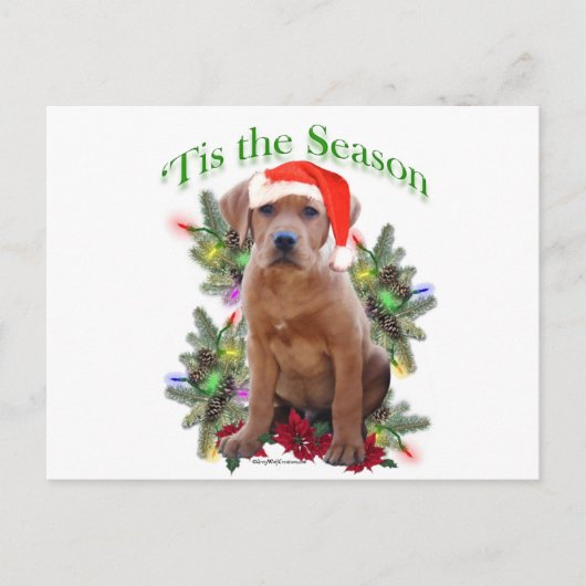 Labrador Retriever "Tis Postkarte (Vorderseite)