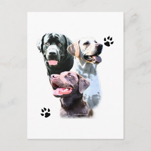 Labrador Retriever Trio Postkarte (Vorderseite)