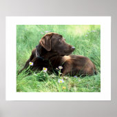 Labrador Retriever und Purple Flowers Poster (Vorne)
