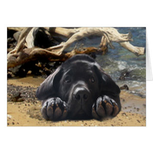 Labrador retriever-Welpe auf Strand-Karte