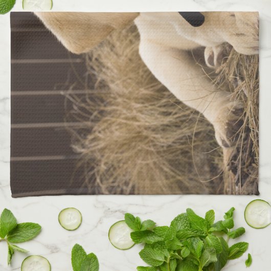 Labrador Retriever Welpe Geschirrtuch (Gefaltet)