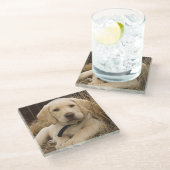 Labrador Retriever Welpe Glasuntersetzer (Schrägansicht)