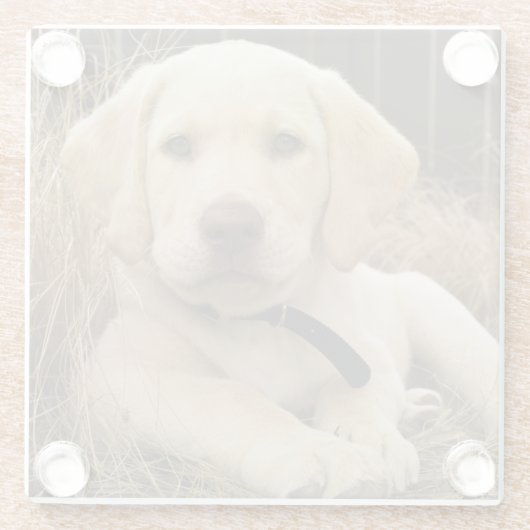 Labrador Retriever Welpe Glasuntersetzer (Rückseite)