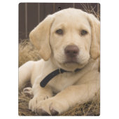 Labrador retriever-Welpe Klemmbrett (Rückseite)