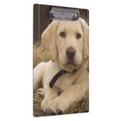 Labrador retriever-Welpe Klemmbrett (Rechts)