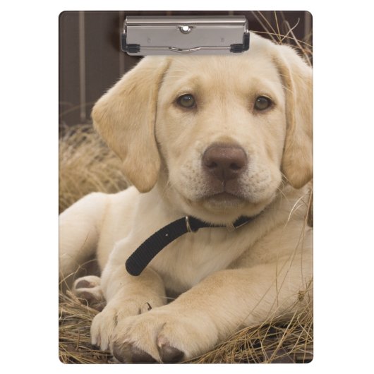 Labrador retriever-Welpe Klemmbrett (Vorderseite)