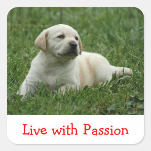 Labrador Retriever Welpe Lebe Mit Leidenschaft Sti Quadratischer Aufkleber