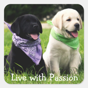 Labrador Retriever Welpe Lebe Mit Leidenschaft Sti Quadratischer Aufkleber