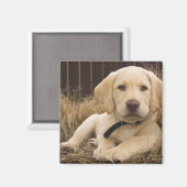 Labrador Retriever Welpe Magnet (Vorderseite/Rückseite)