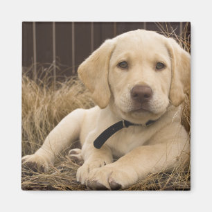 Labrador Retriever Welpe Magnet