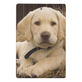 Labrador Retriever Welpe Mini Klemmbrett (Rückseite)