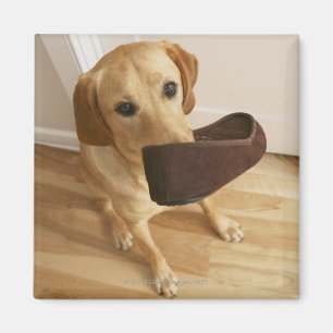 Labrador retriever-Welpe mit Pantoffel in seinem Magnet