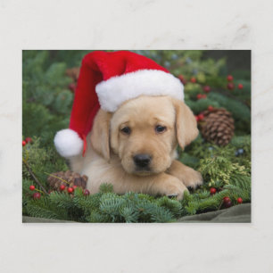 Labrador Retriever Welpe mit Weihnachtsmannmütze Feiertagspostkarte