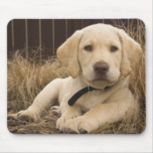 Labrador Retriever Welpe Mousepad