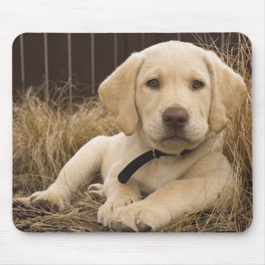 Labrador Retriever Welpe Mousepad (Vorne)