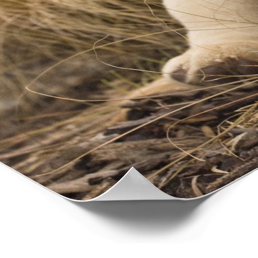 Labrador Retriever Welpe Poster (Ecke)