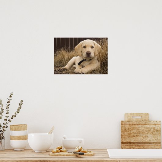 Labrador Retriever Welpe Poster (Küche)