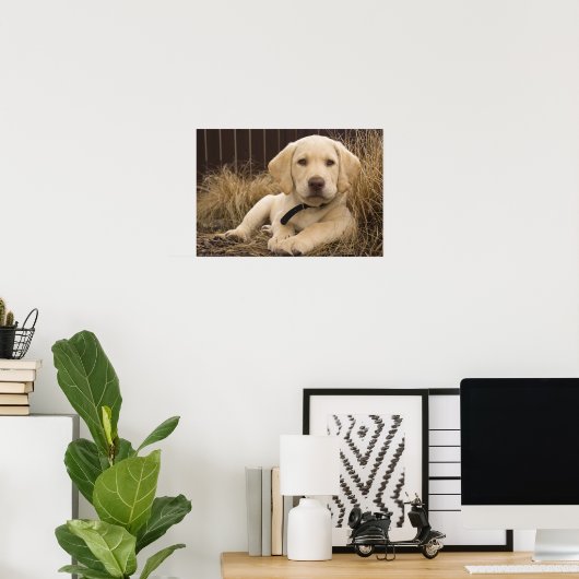Labrador Retriever Welpe Poster (Heimbüro)