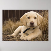 Labrador Retriever Welpe Poster (Vorne)