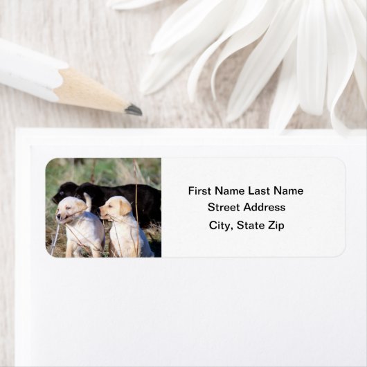 Labrador Retriever Welpen (Insitu)